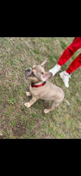 French Bulldog Puppies for sale in Springfield, Massachusetts. price: $2,000