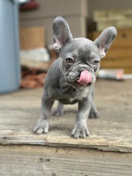 French Bulldog Puppies for sale in East Pittsburgh, Pennsylvania. price: $3,000