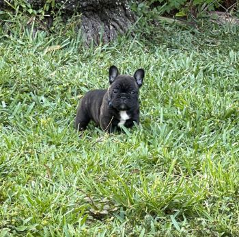 French Bulldog Puppies for sale in Hollywood, Florida. price: $2,000