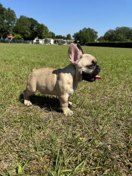 French Bulldog Puppies for sale in Tampa, Florida. price: $2,500