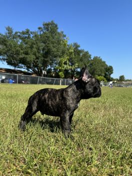 French Bulldog Puppies for sale in Tampa, Florida. price: $2,300