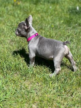 French Bulldog Puppies for sale in Schaumburg, Illinois. price: $2,900