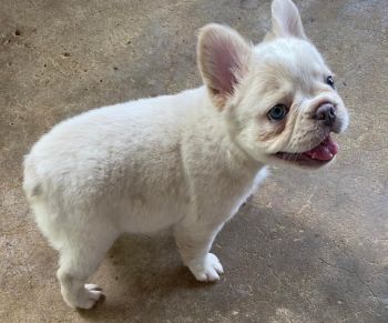 French Bulldog Puppies for sale in New Albany, Mississippi. price: $1,000
