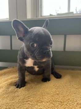 French Bulldog Puppies for sale in Telford, Pennsylvania. price: $2,200