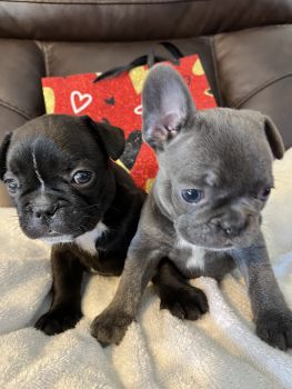 French Bulldog Puppies for sale in Laughlin, Nevada. price: $800