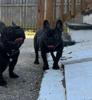 French Bulldog Puppies for sale in Bridgeton, New Jersey. price: $3,500