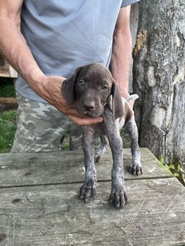 German Longhaired Pointer Puppies for sale in Mt. Sterling, Kentucky. price: $700