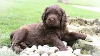 German Longhaired Pointer Puppy Photo