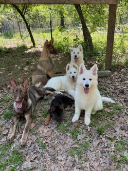 German Shepherd Puppies for sale in West Monroe, Louisiana. price: $1,000