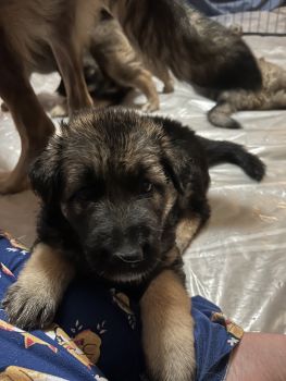German Shepherd Puppies for sale in Springfield, Illinois. price: $1,400