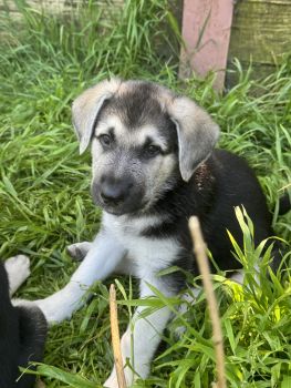 German Shepherd Puppies for sale in Walnut Creek, California. price: $600