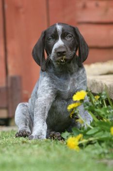 German Shorthaired Pointer Puppy Photo