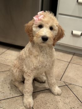 Golden Doodle Puppies for sale in Upland, California. price: $1,500