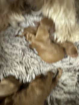 Golden Doodle Puppies for sale in Ocala, Florida. price: $2,000