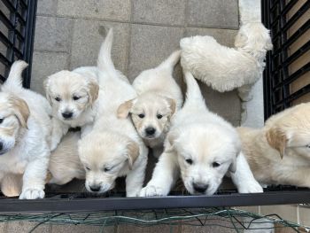 Golden Retriever Puppies for sale in Anaheim, California. price: $700