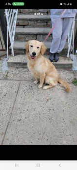 Golden Retriever Puppies for sale in Jersey City, New Jersey. price: $3,000