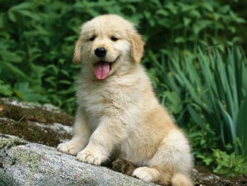 Golden Retriever Puppy Photo