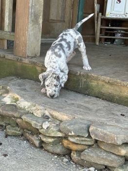 Great Dane Puppies for sale in Walland, Tennessee. price: $1,000