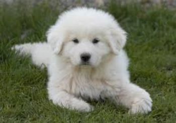 Great Pyrenees Puppy Photo