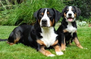 Greater Swiss Mountain Dog Puppy Photo