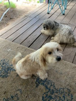Havanese Puppies for sale in Millbrook, Alabama. price: $400