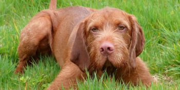 Hungarian Wirehaired Vizsla Puppy Photo