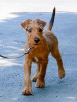 Irish Terrier Puppy Photo