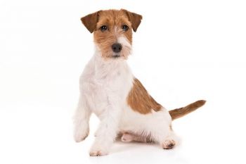 Jack Russell Terrier Puppy Photo