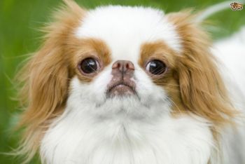 Japanese Chin Puppy Photo