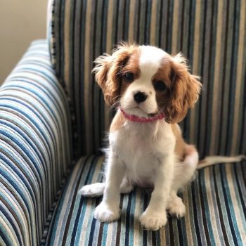 King Charles Spaniel Puppy Photo