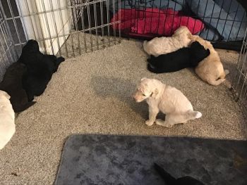 Labradoodle Puppies for sale in Parkway-South Sacramento, California. price: $2,000