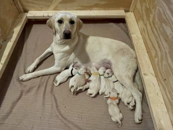 Labrador Retriever Puppies for sale in Ladysmith, WI 54848, USA. price: $900