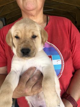 Labrador Retriever Puppies for sale in Brentwood, California. price: $800