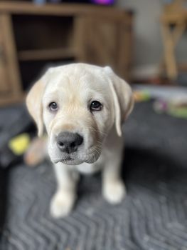 Labrador Retriever Puppies for sale in Eagan, Minnesota. price: $300