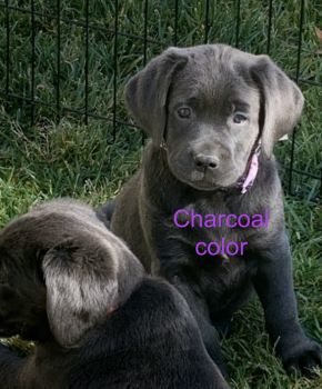 Labrador Retriever Puppies for sale in Orange, California. price: $2,000