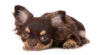 Long Haired Chihuahua Puppy Photo
