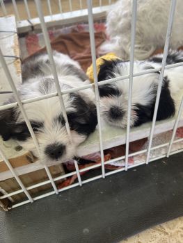 Mal-Shi Puppies for sale in Kaneohe, Hawaii. price: NA