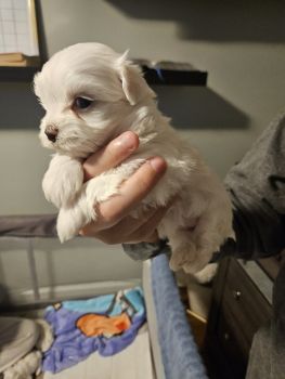 Maltese Puppies for sale in Wilmington, Delaware. price: $1,100