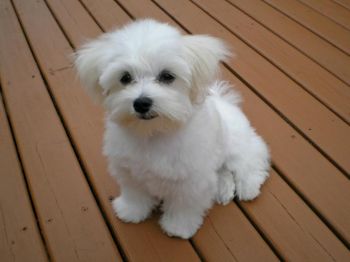 Maltese Puppy Photo