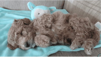 Maltipoo Puppies for sale in Flushing, MI 48433, USA. price: $1,200