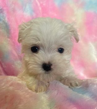 Maltipoo Puppies for sale in Chapel Hill, North Carolina. price: $400