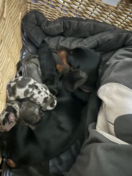 Miniature Dachshund Puppies for sale in Florence, Alabama. price: $1,000