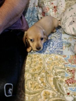Miniature Dachshund Puppies for sale in Indianapolis, IN, USA. price: $600