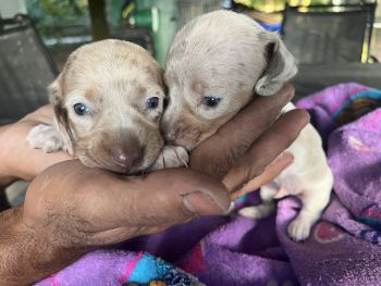 Miniature Dachshund Puppies for sale in 1860 Orangewood Ave, St Cloud, FL 34772, USA. price: $1,500