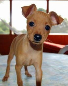 Miniature Pinscher Puppy Photo