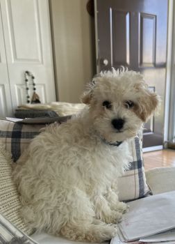 Miniature Poodle Puppies for sale in Yorkville, Illinois. price: $1,000