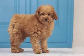 Miniature Poodle Puppy Photo