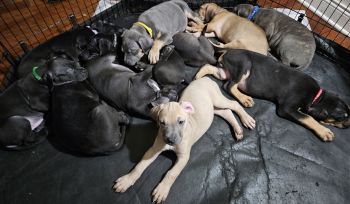 Mixed Puppies for sale in Kenosha, Wisconsin. price: $650