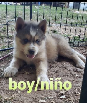 Mixed Puppies for sale in Winston Salem, North Carolina. price: $650