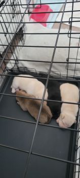 Mixed Puppies for sale in Port St. Lucie, Florida. price: $20,000